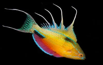 Quel endroit ce magnifique poisson frquente-il ?