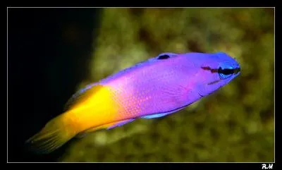 Ce petit poisson est trs galant, pourquoi ?