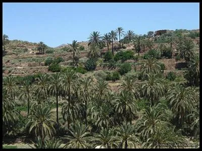 Les Aurs sont rputs pour leurs dattes. Combien d'espces de palmiers compte le canyon de Ghoufi ?