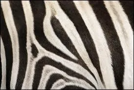 Quel animal a ce pelage ?