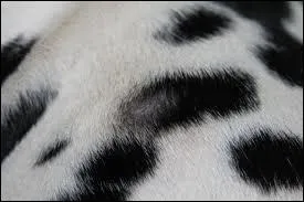  quel animal appartient ce pelage ?