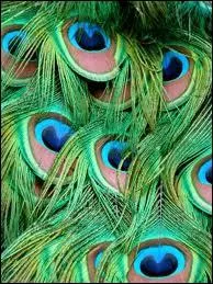 Quel animal exhibe ce magnifique plumage ?