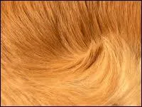 Quel animal revt ce doux pelage ?