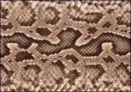 Cette peau est celle d'un :