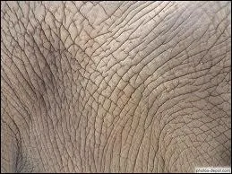 Quel animal prsente une telle peau ?