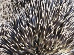 Quel petit mammifre a adopt ce  pelage  ?