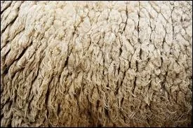 Son pelage est utilis pour faire de la laine,  quel animal appartient-il ?