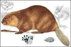 Qui de ces romancires tait surnomme 'le castor' ?