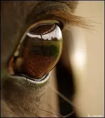 Cet il à longs cils appartient à...