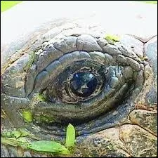 À quel animal appartient cet il ?