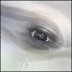 Cet il appartient à...