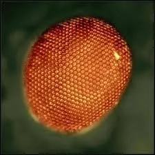 Cet il étrange appartient à...