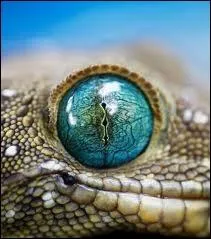 La couleur de cet il est splendide, à quel reptile appartient-il ?