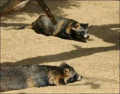 Il a la rputation de laver ses aliments !
