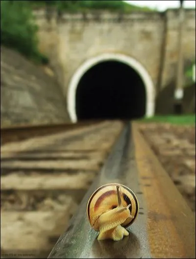 On appelle aussi cet animal ...