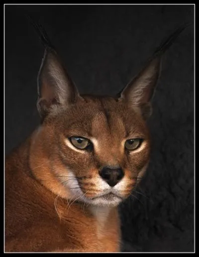 Il ressemble au puma, c'est normal car ...