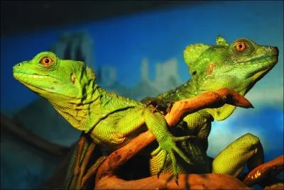 On dit d'eux qu'ils sont verts, mais ils n'ont pas de cousins marins !