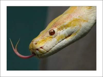 On lui a prt des longueurs ahurissantes, c'est un anaconda !