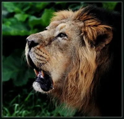 On peut admirer un lion en Inde !