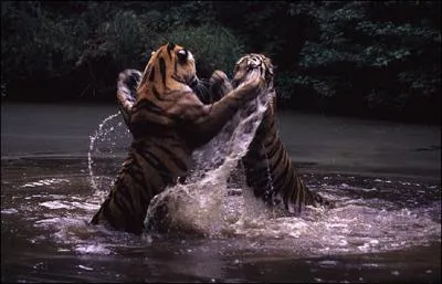 Il existe une proie que le tigre et le jaguar peuvent chasser, chacun sur son continent respectif !