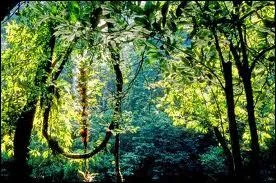 Qu'est qu'une fort vierge ?