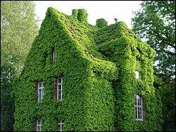 La vigne vierge dcore souvent joliment certaines btisses ou murets, mais comment s'y accroche-t-elle ?