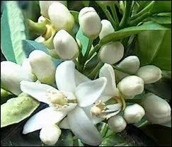 La fleur d'oranger, qui sent dlicieusement bon, tait symbole de virginit (on en faisait des couronnes de maries). Un animal en tait aussi le symbole. Lequel ?