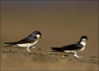 Quelle auteure belge a vu son roman 'Journal d'Hirondelle' pr-slectionn pour le prix Goncourt 2006 ?