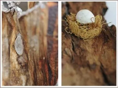 Le 'nid d'hirondelle' est un mets apprci des Asiatiques. Il s'agit d'un nid comestible construit  partir des secrtions de certains oiseaux qui ne sont pas des hirondelles mais des ...