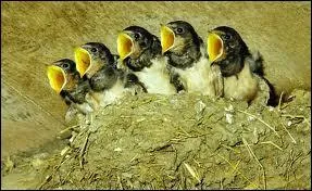 Quand elle pousse son cri on dit que l'hirondelle gazouille ou qu'elle :