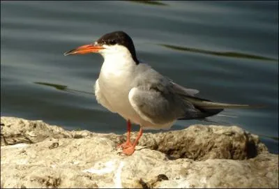 Quel est cet oiseau marin couramment appel 'hirondelle de mer' ?