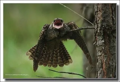 Autrefois on surnommait cet oiseau crpusculaire 'hirondelle de nuit'. Il a la particularit de pouvoir ouvrir dmesurment son petit bec et il est protg en France. Il s'agit de :