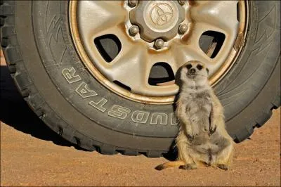 On le trouve en Afrique, c'est le chien de prairie !