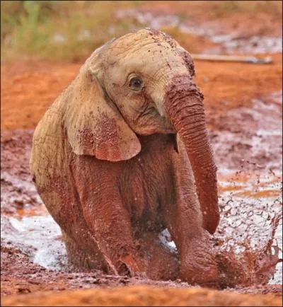 L'lphant respire par la trompe !