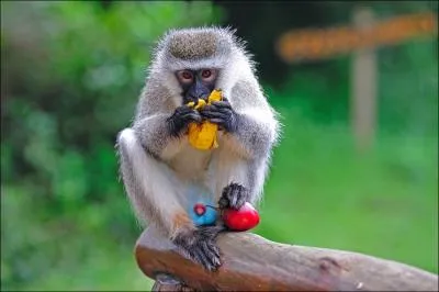 Chez beaucoup d'espces de singes, les parties gnitales colores sont le signe de leur maturit sexuelle !