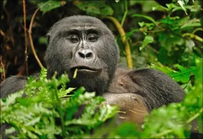 Le sexe du gorille est absolument norme !