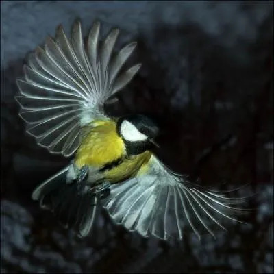 Elle peut tre charbonnire, c'est la grive !