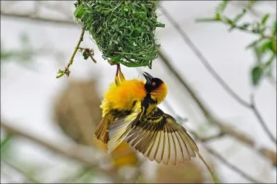 Quel est l'intrt, pour un oiseau, de fabriquer un nid suspendu ?