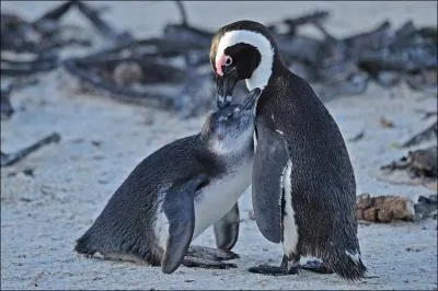 Plus tard, ce bb pingouin volera  plus de 60/kms heure !