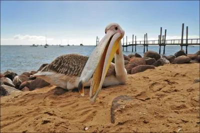 Ce cormoran a besoin de manger au moins 400 grs de poissons par jour !