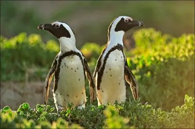 Le manchot ne vit que dans des pays o rgne un froid polaire !