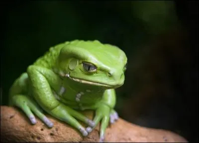 Une grenouille peut-elle avaler une couleuvre ?