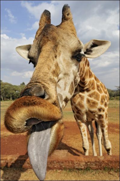 Une girafe peut se lcher les oreilles avec sa langue !