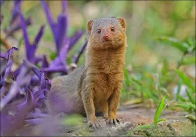 On lui prte la rputation d'tre capable de tuer un cobra !