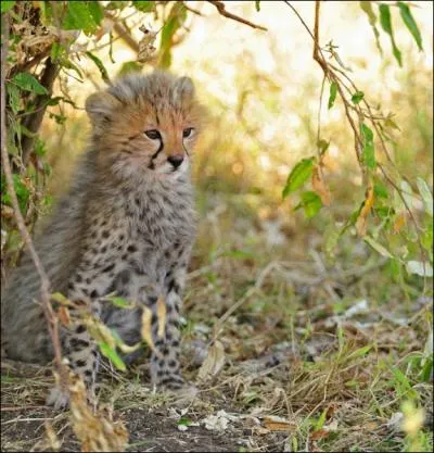 Adulte, ce bb lopard sera capable de hisser une antilope sur une branche !