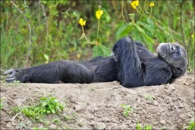 Avec d'autres mles, j'organise des chasses aux colobes !