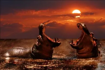 Hippopotame signifie 'Cheval de rivire ' !