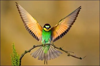 L'oisillon, encore dans l'oeuf, a sur le bec un diamant !