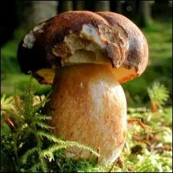 Bronz ou tte de ngre il s'agit du...