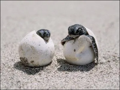 Ces deux grenouilles vivront bientt dans une mare !